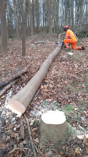 Chainsaw training for new company recruits