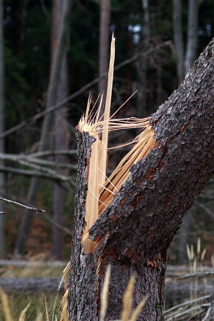 Removal of dangerous trees